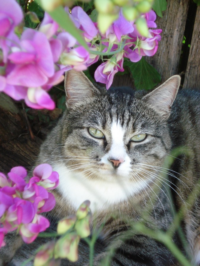 die Hündchenkatze...