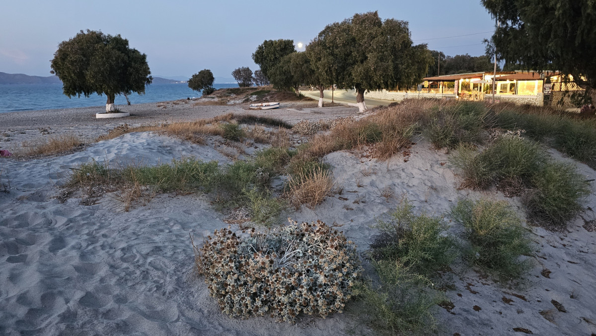 Kos_Mond_Boot_Taverne_abgebluehte_Disteln