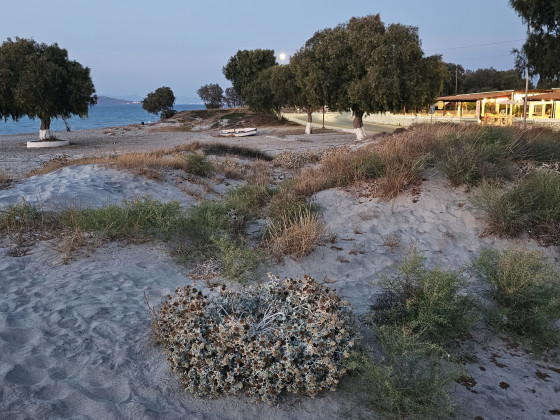 Kos_Mond_Boot_Taverne_abgebluehte_Disteln