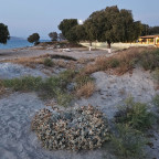 Kos_Mond_Boot_Taverne_abgebluehte_Disteln