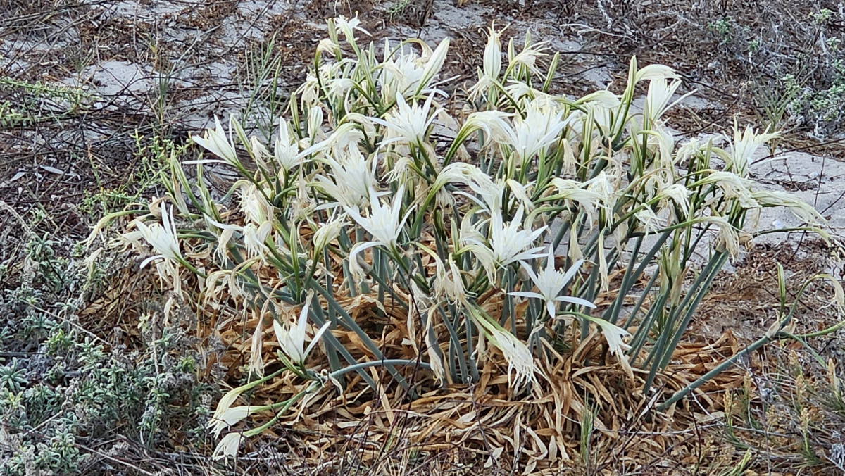 Kos_Strandlilien_Trichternarzissen