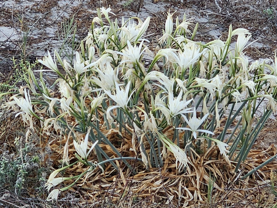 Kos_Strandlilien_Trichternarzissen