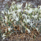 Kos_Strandlilien_Trichternarzissen