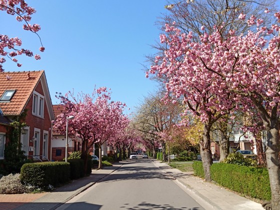 Baumblüte in Ostfriesland