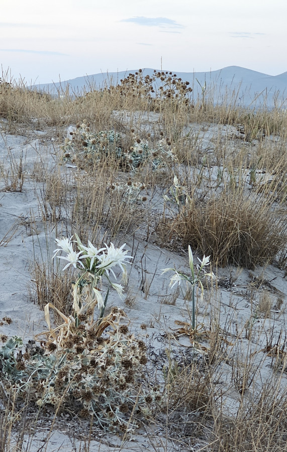 Kos_Strandlilien_Tichternarzisse_Distelbogen