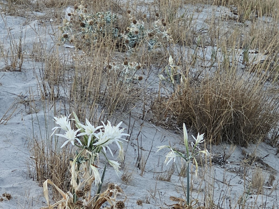 Kos_Strandlilien_Tichternarzisse_Distelbogen