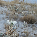 Kos_Strandlilien_Tichternarzisse_Distelbogen