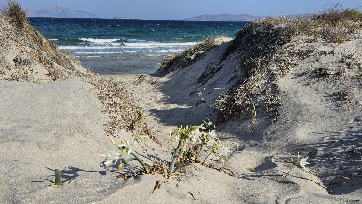 Kos_Strandlilien_Trichternarzisse_Strand_Wasser