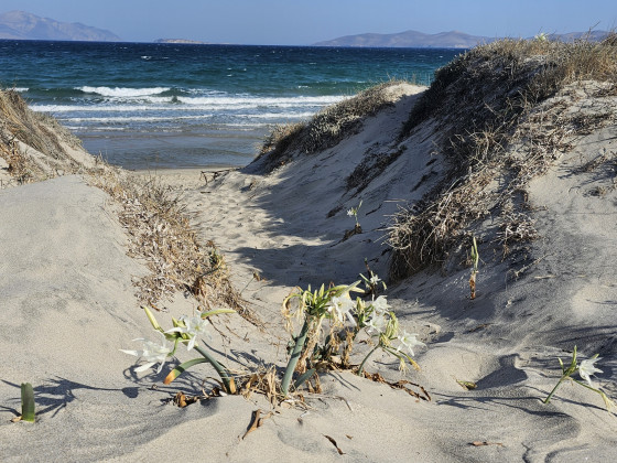 Kos_Strandlilien_Trichternarzisse_Strand_Wasser