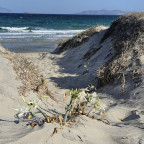 Kos_Strandlilien_Trichternarzisse_Strand_Wasser