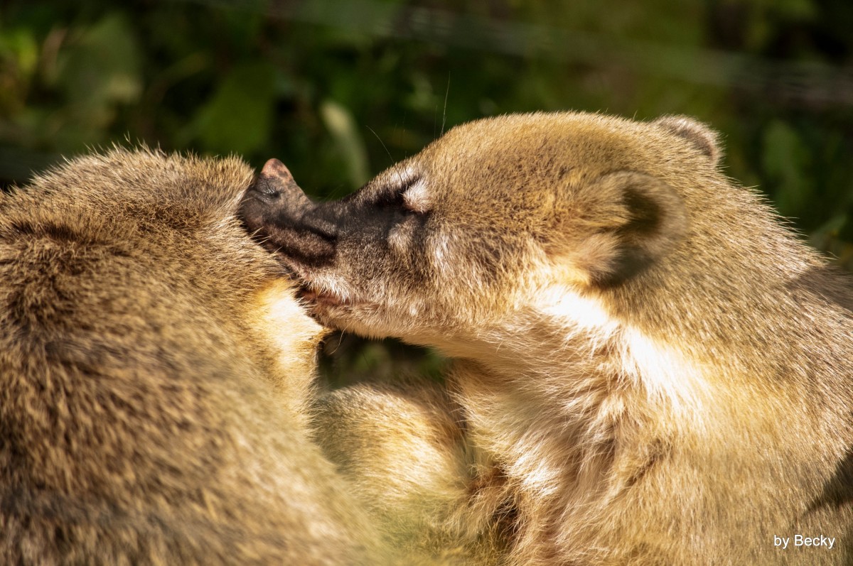 Tierwelt, große Liebe :)