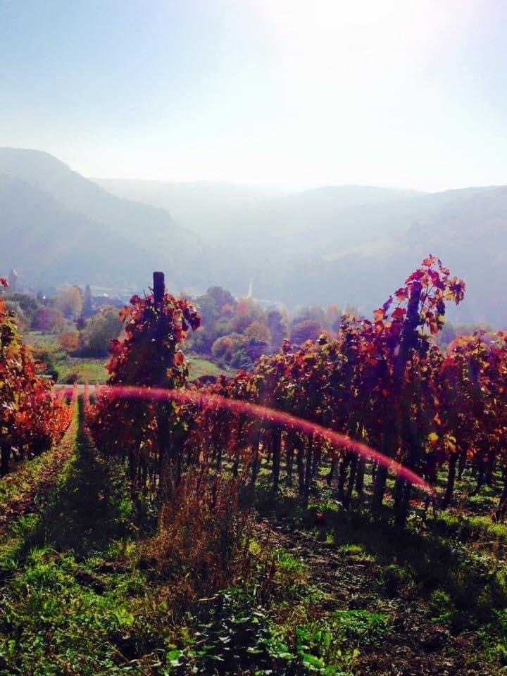 Blick von Traben auf Trarbach