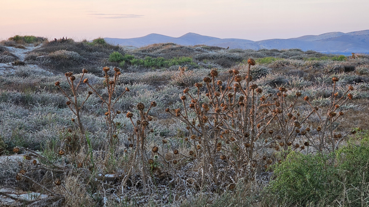 Kos_Disteln_abgestorben_Landschaft