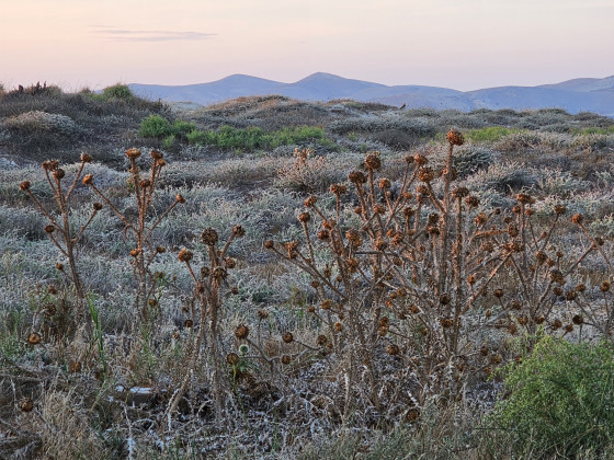 Kos_Disteln_abgestorben_Landschaft