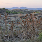 Kos_Disteln_abgestorben_Landschaft