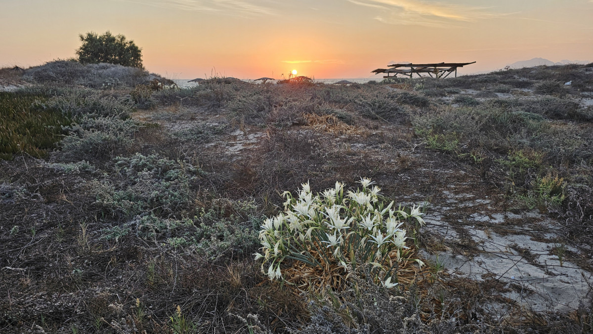 Kos_Strandlilien_Tichternarzisse_Sonnenuntergang