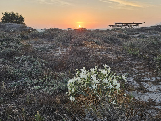 Kos_Strandlilien_Tichternarzisse_Sonnenuntergang