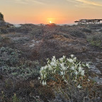 Kos_Strandlilien_Tichternarzisse_Sonnenuntergang